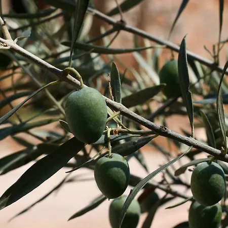 Athina Ecofarm Διαμέρισμα *
