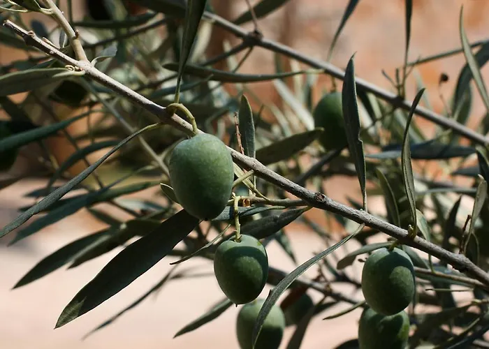 Athina Ecofarm Apartmán *